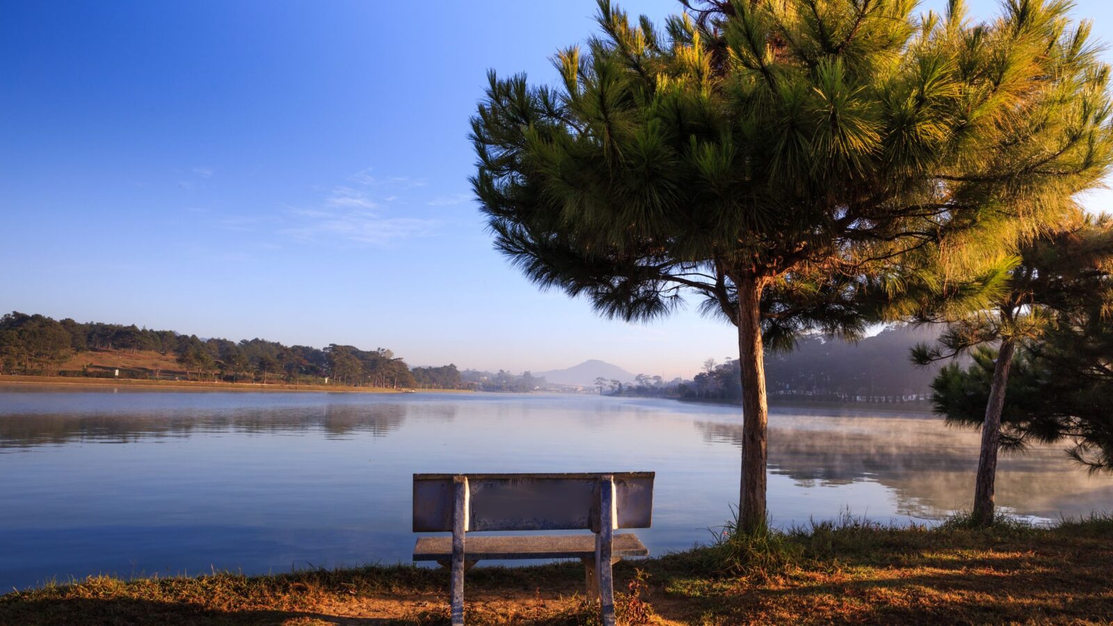 A wooden bench under a pine tree looking out over a lake