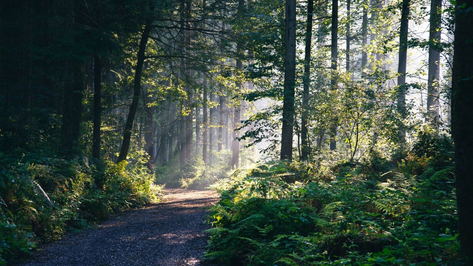 A forest path lit by low morning sun