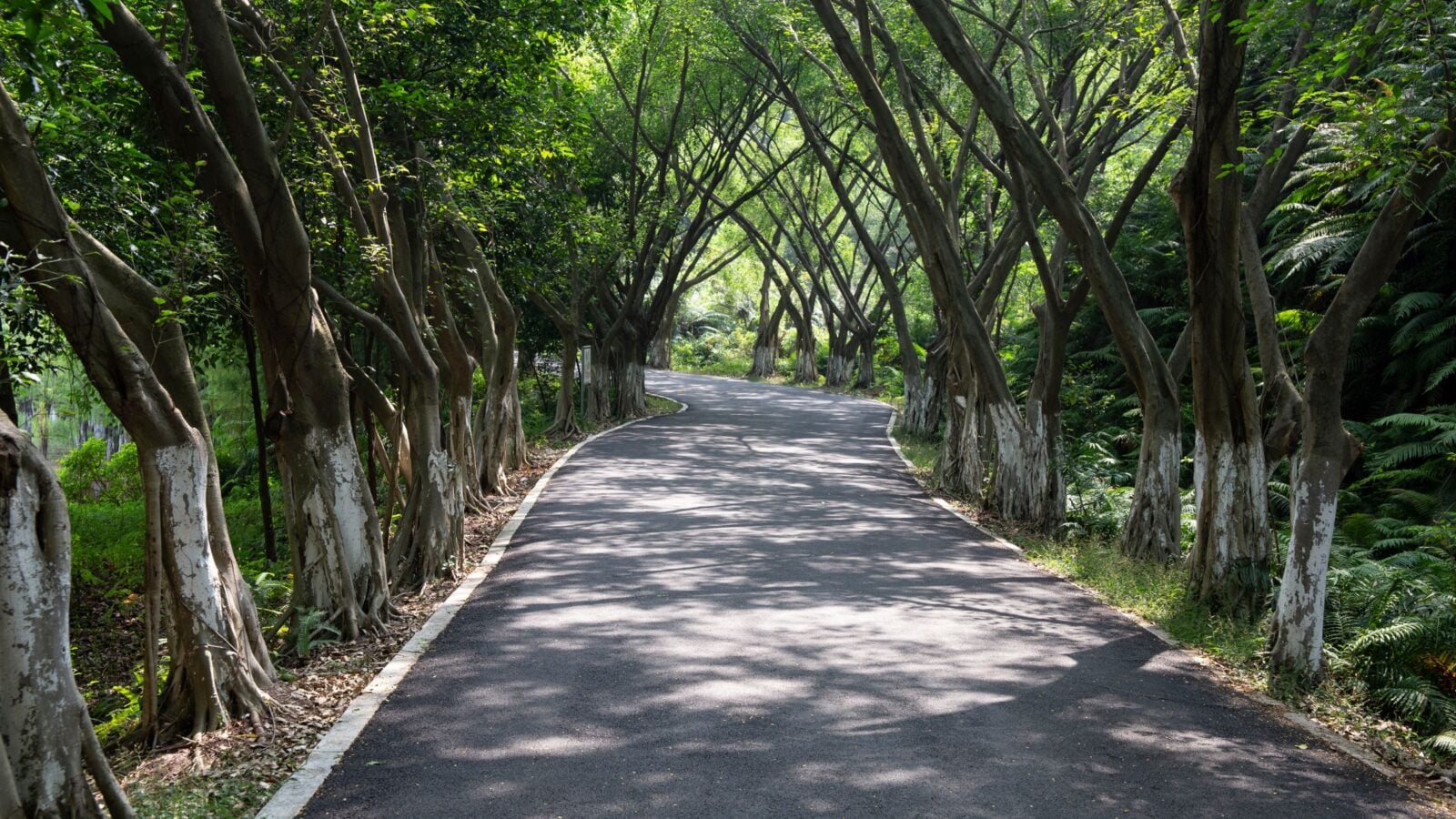 A shaded path through an avenue of trees